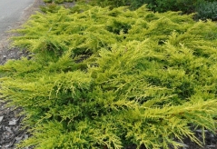 Juniperus рfitzeriana Goldkissen / Gold Kissen