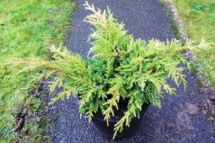 Juniperus рfitzeriana Goldkissen