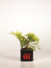 Juniperus pfitzeriana Goldkissen 2 роки.