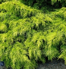 Juniperus рfitzeriana Carbery Gold