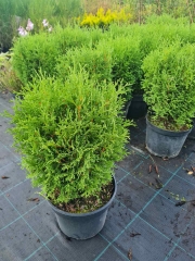 Thuja occidentalis Little Gem