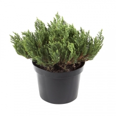 Juniperus Blue Forest