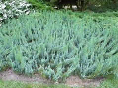 Juniperus horizontalis Blue Forest