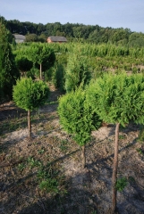 Chamaecyparis  Plumosa ball on shtambe