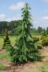 Кипарисовик Пендула (Chamaecyparis Pendula) в грунті