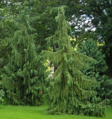 Chamaecyparis Pendula