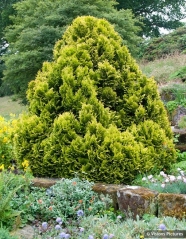 Chamaecyparis lawsoniana Minima Aurea