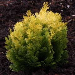 Chamaecyparis lawsoniana Roger's Gold посадка