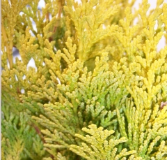 Chamaecyparis Minima Aurea