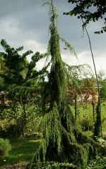 Juniperus communis Horstmann