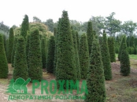 Тис ягідний <br> Тис ягодный <br> Taxus Baccata