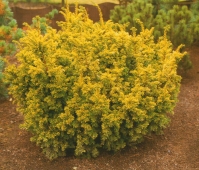 Тис ягідний Семперауреа <br>Тис ягодный Семперауреа<br> Taxus baccata Semperaurea