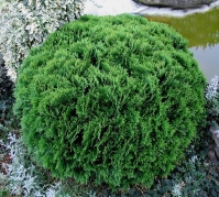 Туя західна Даніка <br> Туя западная Даника <br> Thuja occidentalis Danica