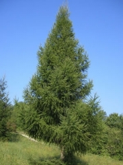 Модрина європейська <br> Лиственница европейская <br>Larix decidua