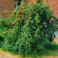 Горобина звичайна плакуча <br> Рябина обыкновенная Плакучая <br> Sorbus aucuparia Pendula