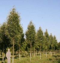 Горобина тюрингська<br>Рябина тюрингская<br>Sorbus thurigiaca