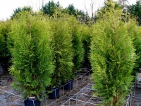 Туя західна Брабант <br> Туя западная Брабант <br> Thuja оccidentalis Brabant