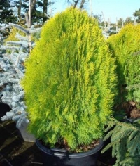 Туя східна Ауреа Нана <br>Туя восточная Ауреа Нана <br> Thuja / Platycladus orientalis Aurea Nana