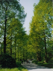 Метасеквоя гліптостробусова <br> Метасеквоя глиптостробусовая <br> Metasequoia glyptostroboides