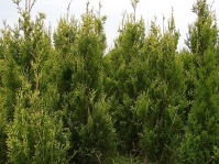 Туя західна Ауреоспіката <br> Туя западная Ауреоспиката <br> Thuja occidentalis Aureospicata