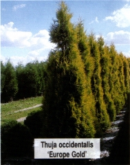 Туя західна Єуроп Голд <br> Туя западная Еуроп Голд <br> Thuja occidentalis Europe Gold