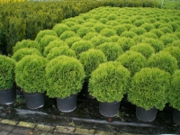 Туя західна Літл Гіант <br> Туя западная Литл Гиант<br>Thuja occidentalis Little Giant