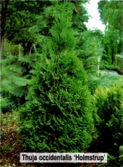 Туя західна Холмструп <br>Туя западная Холмструп<br> Thuja occidentalis Holmstrup