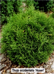 Туя західна Хосері <br> Туя западная Хосери <br> Thuja occidentalis Hoseri