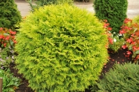 Туя західна Голден Глоуб <br> Туя западная Голден Глоуб <br> Thuja occidentalis Golden Globe