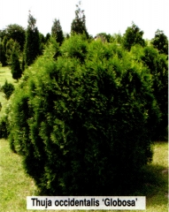 Туя західна Глобоза<br> Туя западная Глобоза<br>Thuja occidentalis Globosa