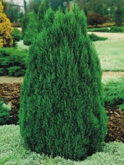 Ялівець китайський Стрікта <br> Можжевельник китайский Стрикта <br> Juniperus chinensis Stricta