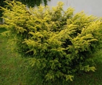 Тис ягідний Елегантіссіма <br> Тис ягодный Элегантиссима <br> Taxus baccata Elegantissima