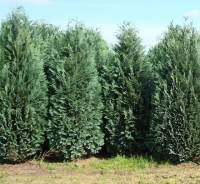 Кипарисовик Лавсона Колумнаріс <br> Кипарисовик Лавсона Колумнарис <br>Chamaecyparis Lawsoniana Columnaris