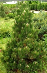 Сосна білокора <br> Сосна белокорая <br> Pinus leucodermis