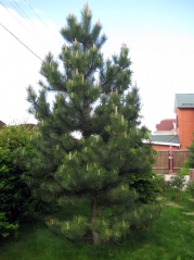 Сосна чорна / австрійська <br> Сосна черная / австрийская <br>  Pinus nigra / austriaca