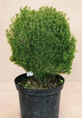 Туя західна Тедді <br> Туя западная Teдди <br> Thuja occidentalis Teddy