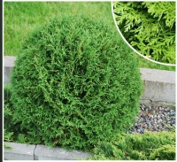 Туя західна Тіні Тім <br> Туя западная Тини Тим <br>Thuja occidentalis Tiny Tim