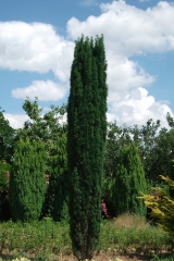 Тис ягідний Фастігіата <br> Тис ягодный Фастигиата <br>Taxus baccata Fastigiata