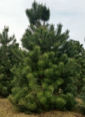 Сосна кримська <br>Сосна кримская <br> Pinus pallasiana