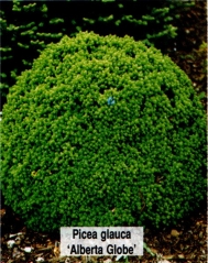 Ялина канадська Альберта Глоб<br>Picea glauca Alberta Globe<br>Ель канадская Альберта Глоб