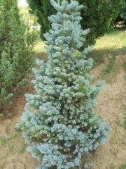 Ялиця гірська Компакта <br> Пихта горная Компакта <br> Abies lasiocarpa Compacta