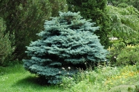 Ялина колюча Глаука Глобоза <br>Ель колючая Глаука Глобоза <br>Picea pungens Glauca Globosa