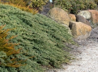 Ялівець лежачий Нана <br> Можжевельник лежачий Нана <br> Juniperus procumbens Nana