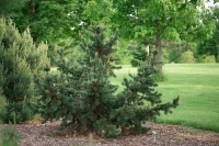 Сосна остиста <br> Сосна остистая <br> Pinus aristata