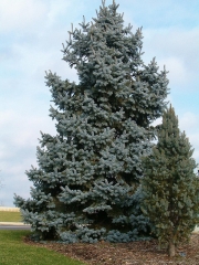 Ялина колюча Омега <br>Ель колючая Омега <br>Picea pungens Omega