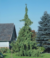 Кипарисовик нутканський Пендула <br> Кипарисовик нутканский Пендула <br> Chamaecyparis nootkatensis Pendula