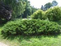 Ялівець козацький <br> Можжевельник казацкий <br> Juniperus sabina